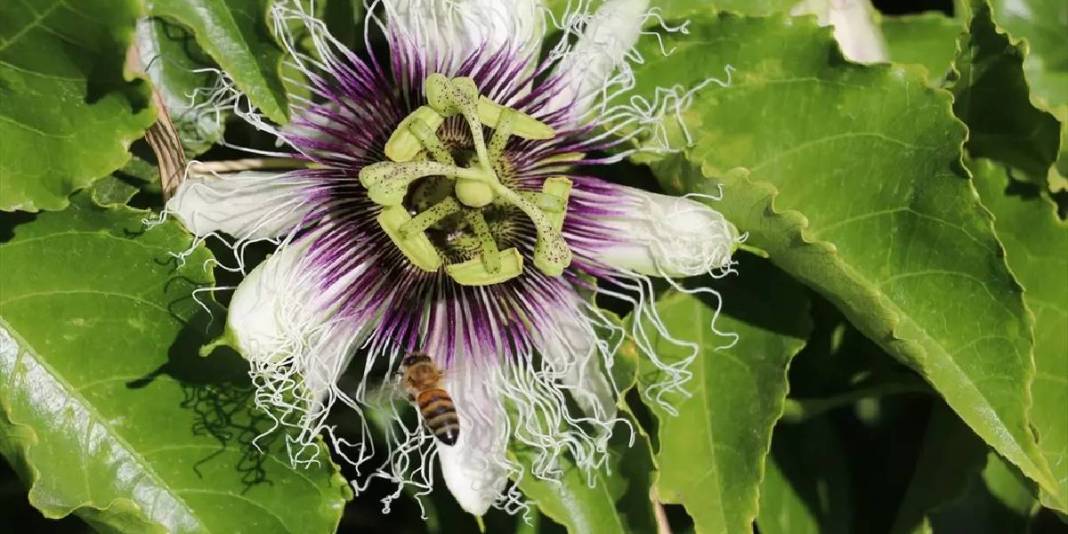 Nektar fazlalığı sorununu avantaja çevirdi! Hem meyvesini hem balını üretiyor: Bulduğu çözüme kendisi bile şaşırıyor 3